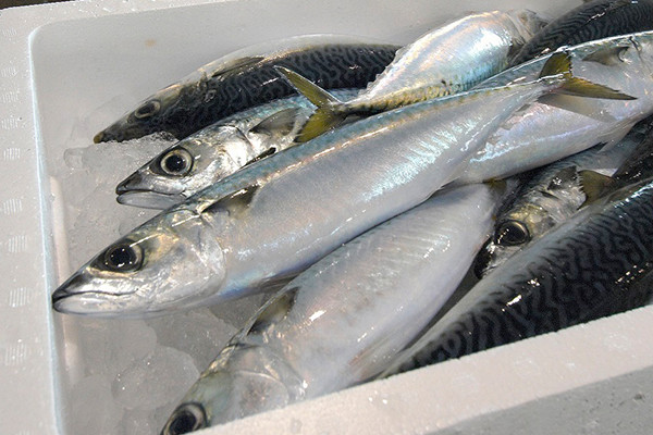 氷見港の鮮魚